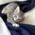kitten ♡︎ - @willow_rodriguezz - Instagram