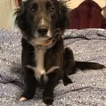 Willow Rodriguez - @willow_the_collie_mix - Instagram