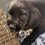 Willow Rogers - @willowisapuppy - Instagram