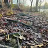 willow - @willow.rogers - TikTok