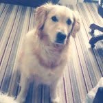 Willow Rowland - @goldenretrieverwillow - Instagram