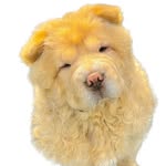 Willow Roy🐾 - @willow.the_chow - Instagram