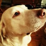 Willow Roy - @im_willow_the_pillow - Instagram