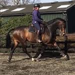 Willow Royd Stables - @willowroydstables - Instagram