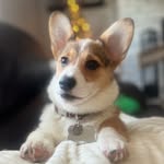 Willow - @willow_the_royal_corgi - Instagram