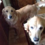 Willow And Rush - @willowandrush - Instagram