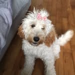 Willow Ryan - @willowwoofs - Instagram