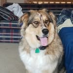 Willow Ryan - @willowthecrazydog - Instagram
