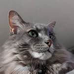 Willow Sanchez - @tired.catto - Instagram