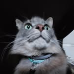 Willow Sanchez - @willo.thewisps - Instagram