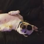 Willow Tree Sanchez - @willowthewigglebutt - Instagram