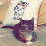 Willow Santos - @wittlewillowcat - Instagram
