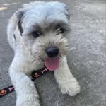 Willow Santos 🐶 - @_willowsantos - Instagram