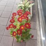 Willow Saunders - Facebook