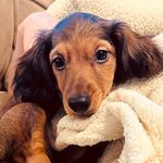 Poppy Willow Schaefer - @poppy_the_pretty_puppy - Instagram