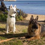 Willow And Schaefer - @_family_g_shepherd_ - Instagram
