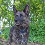 Willow - @willow.schaefertier - Instagram