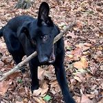 Willow.deutscher.schaeferhund - @willow.deutscher.schaeferhund - Instagram