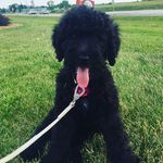 Willow Schroeder - @schrodoodle - Instagram