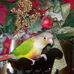 Willow Schroeder - Facebook