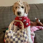 Willow Lynn 🐾 - @willowlynnschultz - Instagram