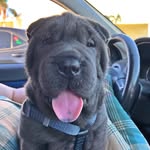 Willow 🐾 - @wonder_willow_sharpei - Instagram