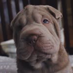 Willow Shea - @willow.sharpei - Instagram