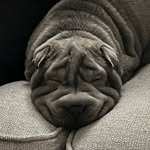Willow The Shar Pei 🐶 - @willow_sharpei - Instagram