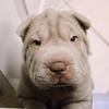 Willow the Sharpei - @willow.sharpei - TikTok