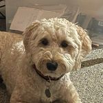 Willow Shaw - @mcwuppersonn - Instagram