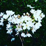 Willow Shaw - @willow_shaw_photography - Instagram