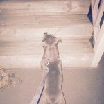 Willow Shaw ❤️🐶 - @willow_the_snaffy - Instagram
