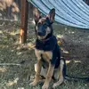 ♛🎯  Ｗι𝓵Ｌσ𝕨  ♠🐼 - @willowthegermanshepherd4 - TikTok