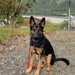 Willow - @_willow_shepherd - Instagram