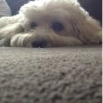 Willow Shepherd - @willow_thecocker - Instagram