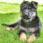Willow Shepherd Lantz - @willowshepherddog - Instagram