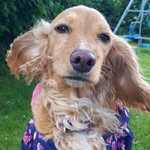Willow - @willow_shepherd_4 - Instagram