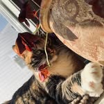 Willow Simon - @animalz_photography_ - Instagram