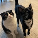 Willow & Stanley - @ladywillowcat - Instagram