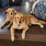 Willow & Stanley - @golden_adventureswands - Instagram