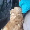 willow and Stanley - @willowandheranimals - TikTok
