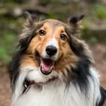Willow the Sheltie - @willow.steinmann - Instagram