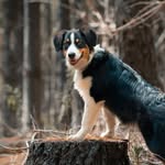 Willow Stephens - @willow_the_aussieshepherd - Instagram