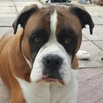 billy+willowboxer stevenson - @billywillowboxerstevenson - Instagram
