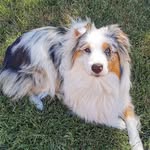 willow pillow - @willowstevenson2020 - Instagram