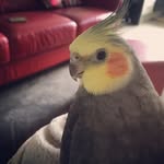 Willow Sutherland - @willowthecockatiel - Instagram