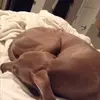 willow taylor - @willowthedog_canada - TikTok