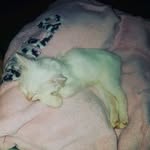 Willow Thomas - @willow16cat - Instagram