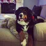 Willow Thomas - @weepingwillow_bmd - Instagram