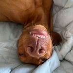 Willow - @willowthomasvizsla - Instagram